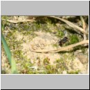 Priocnemis melanosoma - Wegwespe w11f 7mm mit Spinne - OS-Hollage-Lehmgrube-det.jpg